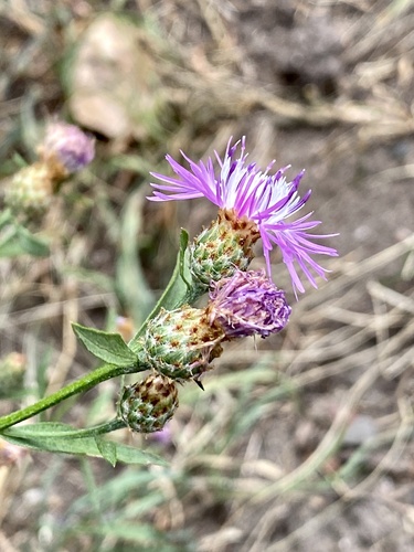 Centaurea nigrescens (meadow knapweed) (alternate view 4)