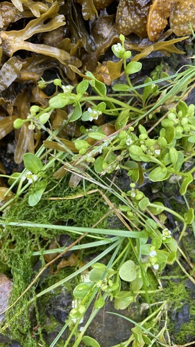 Cochlearia (Scurvygrasses) (alternate view 7)
