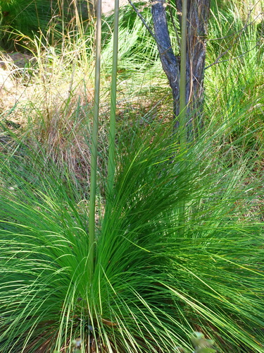 Xanthorrhoea johnsonii (Forest Grasstree) (alternate view 5)