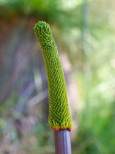 Xanthorrhoea johnsonii (Forest Grasstree)