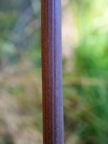 Xanthorrhoea johnsonii (Forest Grasstree) (alternate view 3)