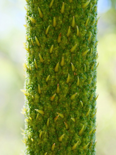 Xanthorrhoea johnsonii (Forest Grasstree) (alternate view 2)