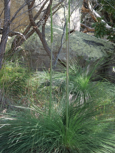 Xanthorrhoea johnsonii (Forest Grasstree) (alternate view 4)