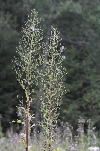 Lactuca biennis (tall blue lettuce)