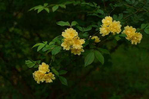 Rosa banksiae (Lady Banks Rose) (alternate view 6)