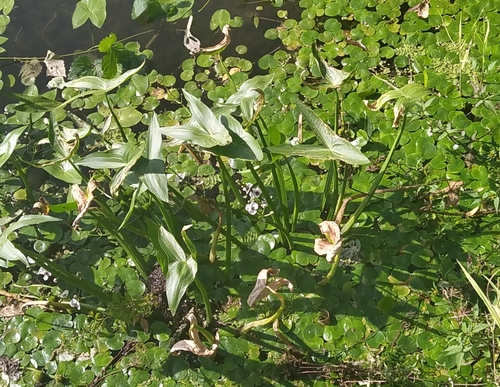Sagittaria sagittifolia (Arrowhead)