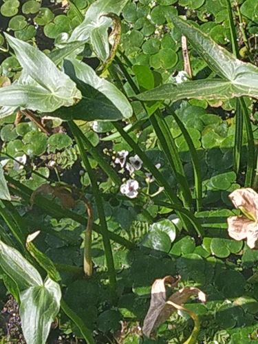 Sagittaria sagittifolia (Arrowhead)