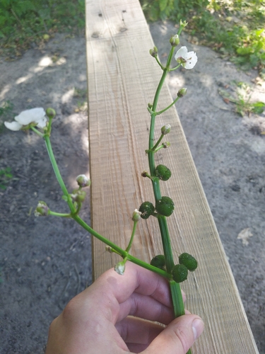 Sagittaria sagittifolia (Arrowhead)