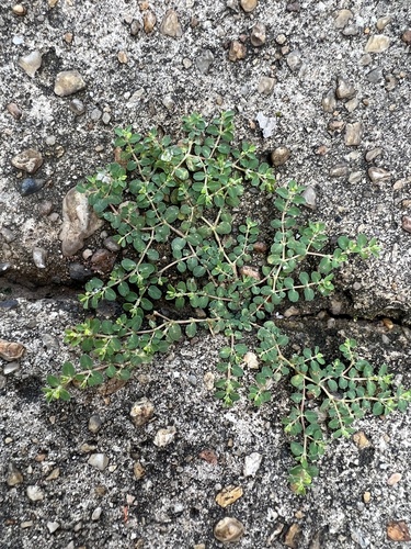 Euphorbia serpens (creeping spurge) (alternate view 5)