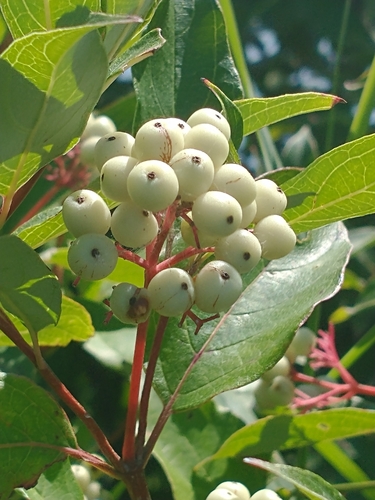 Cornus racemosa (Grey Twig Dogwood)