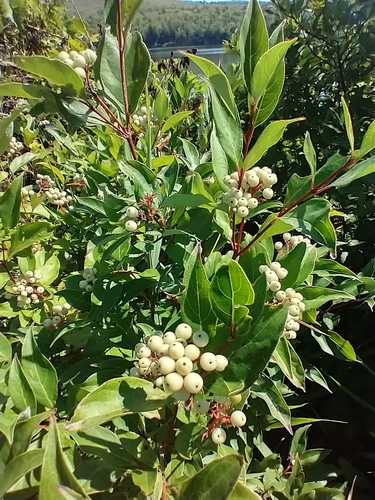 Cornus racemosa (Grey Twig Dogwood) (alternate view 2)