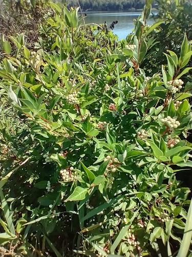 Cornus racemosa (Grey Twig Dogwood) (alternate view 3)