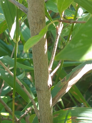 Cornus racemosa (Grey Twig Dogwood) (alternate view 4)