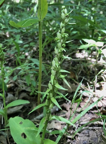 Dactylorhiza viridis (Frog Orchid) (alternate view 4)