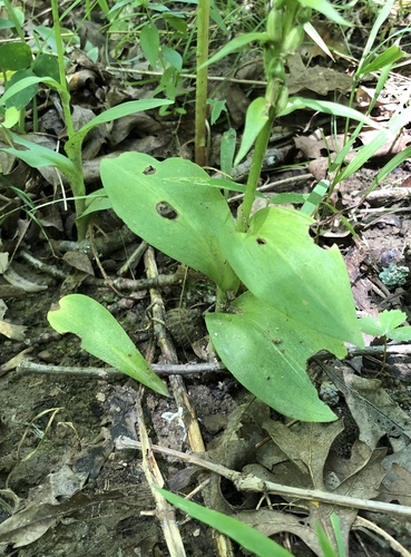 Dactylorhiza viridis (Frog Orchid) (alternate view 5)