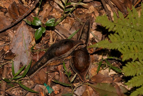 Castanospermum australe (Blackbean)