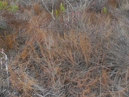 Artemisia californica (California sagebrush)