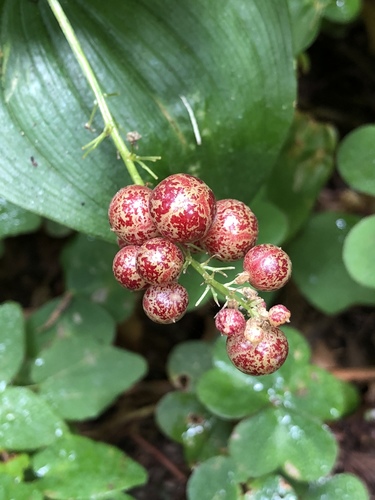 Maianthemum dilatatum (false lily of the valley) (alternate view 5)