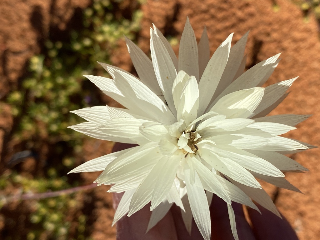 Rhodanthe chlorocephala, Pink paper daisy — upright deciduous (Asteraceae) (image 6 of 10)