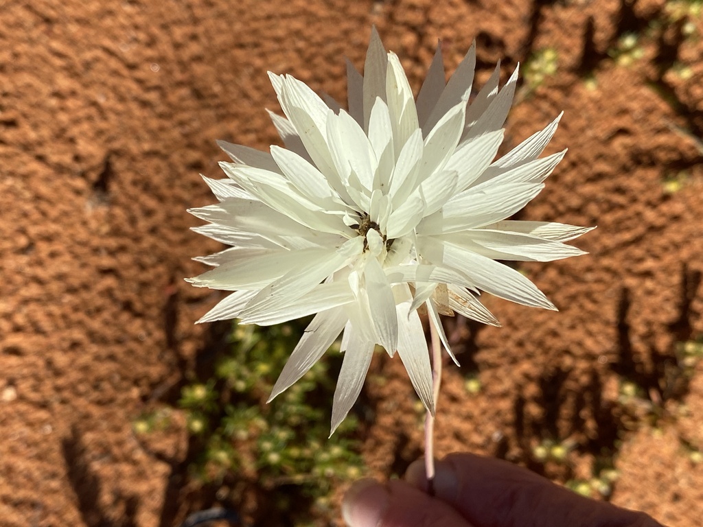 Rhodanthe chlorocephala, Pink paper daisy — upright deciduous (Asteraceae) (image 7 of 10)