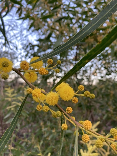 Acacia saligna (golden wreath wattle) (alternate view 4)