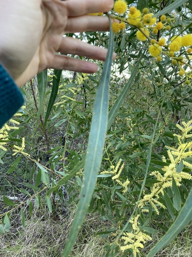 Acacia saligna (golden wreath wattle) (alternate view 5)