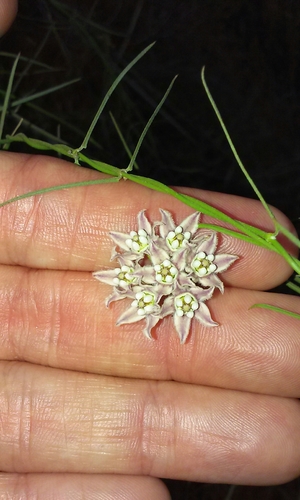 Funastrum heterophyllum (Hartweg's climbing milkweed) (alternate view 2)