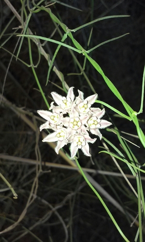Funastrum heterophyllum (Hartweg's climbing milkweed) (alternate view 3)