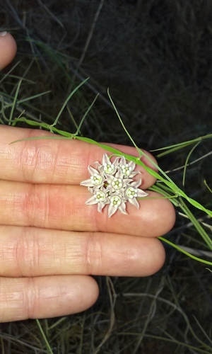 Funastrum heterophyllum (Hartweg's climbing milkweed) (alternate view 4)