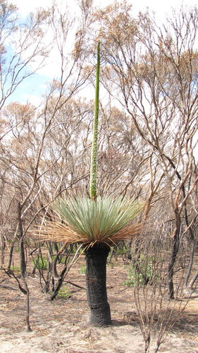 Xanthorrhoea semiplana (tufted grass-tree) (alternate view 5)
