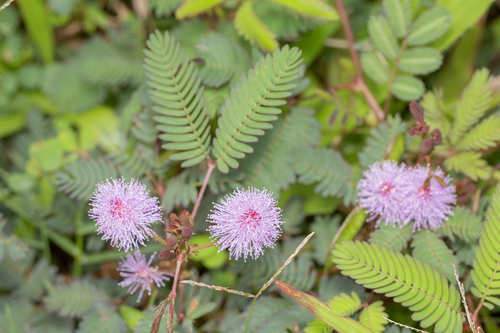 Mimosa pudica (Sensitive Plant)