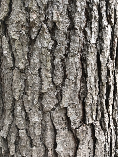 Abies magnifica (California Red Fir) (alternate view 2)