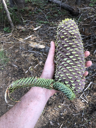 Abies magnifica (California Red Fir)