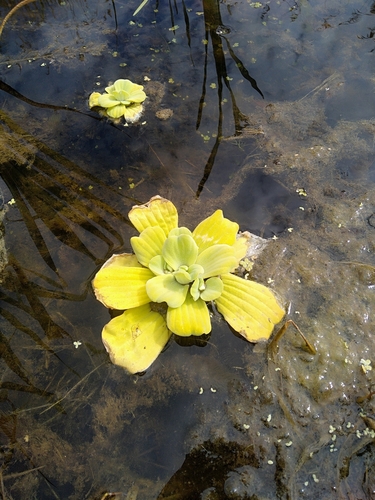 Pistia stratiotes (Water Lettuce) (alternate view 5)