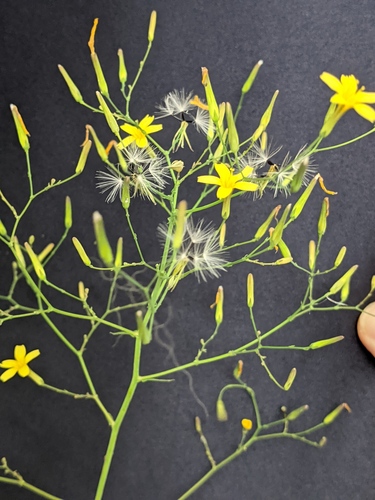 Mycelis muralis (wall lettuce)
