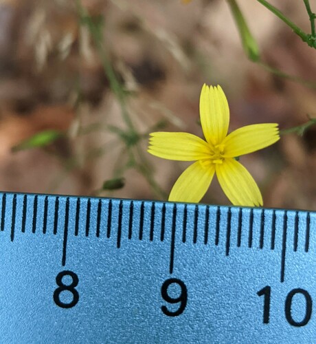 Mycelis muralis (wall lettuce)