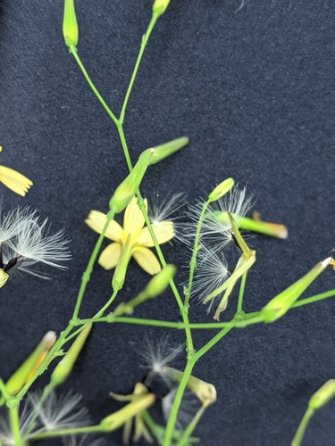 Mycelis muralis (wall lettuce)