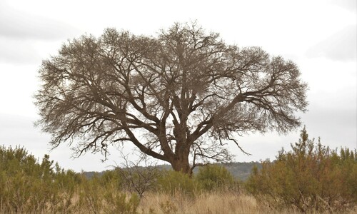 Celtis (hackberries) (alternate view 4)