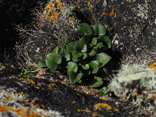 Cochlearia officinalis (Scurvy grass)