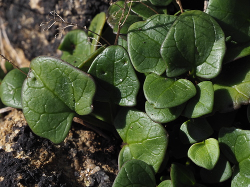 Cochlearia officinalis (Scurvy grass)