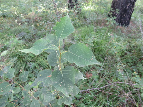 Populus tremula (European aspen)