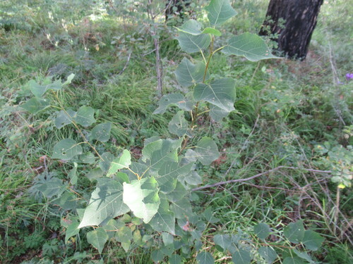 Populus tremula (European aspen)