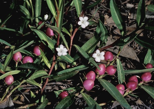 Eremophila debilis (Winter Apple) (alternate view 5)