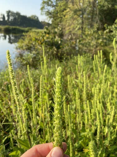 Iva annua (Sumpweed) (alternate view 6)