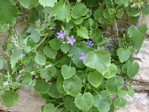 Campanula portenschlagiana (Dalmatian Bellflower) (alternate view 5)