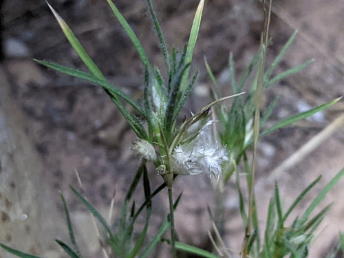 Dasyochloa pulchella (Fluffgrass) (alternate view 2)