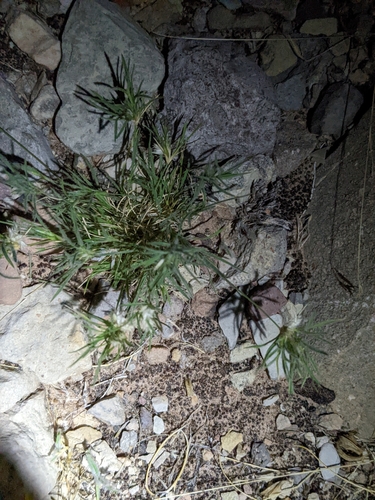 Dasyochloa pulchella (Fluffgrass) (alternate view 3)
