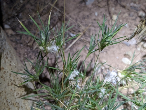 Dasyochloa pulchella (Fluffgrass) (alternate view 4)