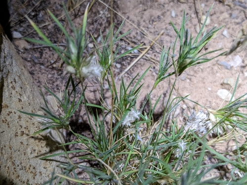 Dasyochloa pulchella (Fluffgrass) (alternate view 5)