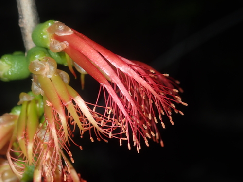 Melaleuca quadrifida (One-sided Bottlebrush) (alternate view 4)